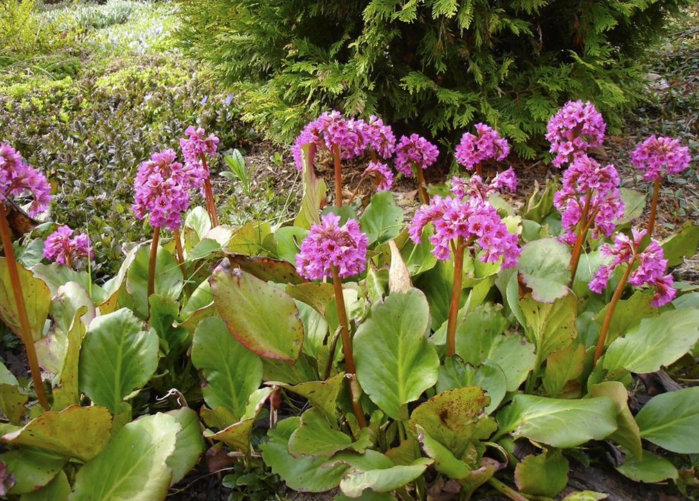 bergenia srdcovolistá